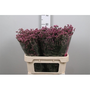 Lim Sin Tiffany Diamond