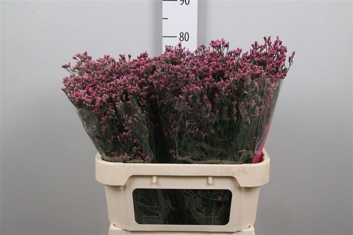 <h4>Lim Sin Tiffany Diamond</h4>