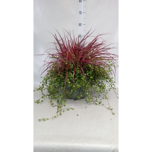 Pennisetum advena 'Fireworks'