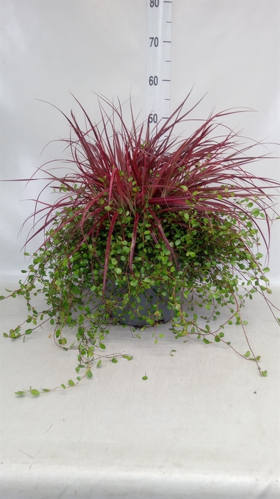 <h4>Pennisetum advena 'Fireworks'</h4>