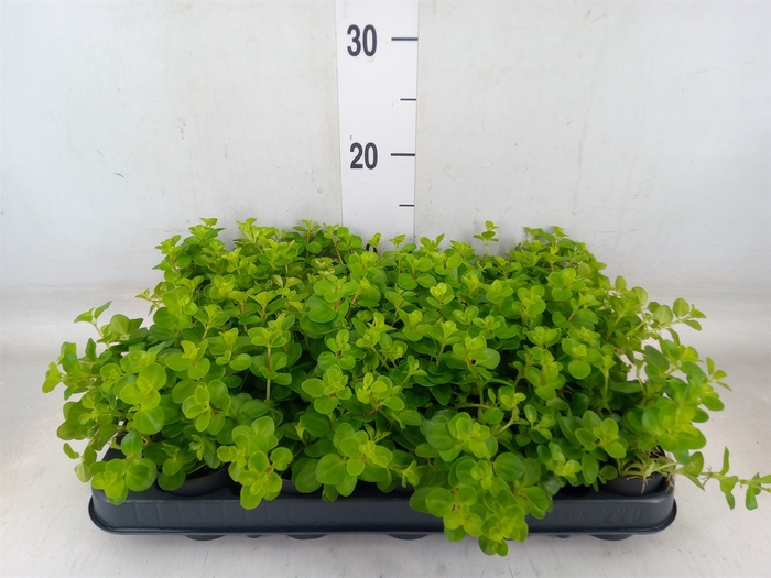 <h4>Planten  ..mix</h4>