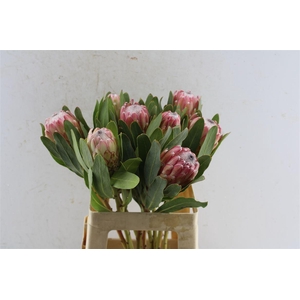 Protea Susara