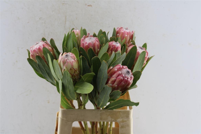 <h4>Protea Susara</h4>