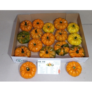 CUCURBITA PEPO 'JACK LITTLE'