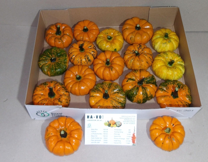 <h4>CUCURBITA PEPO 'JACK LITTLE'</h4>