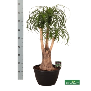 BEAUCARNEA RECUR