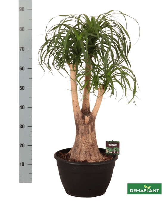 <h4>BEAUCARNEA RECUR</h4>