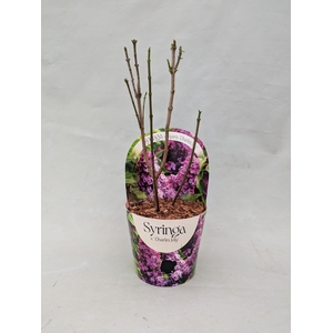 Syringa vulgaris 'Charles Joly' 17 cm in potcover
