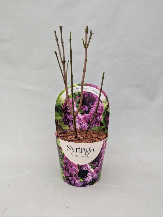 <h4>Syringa vulgaris 'Charles Joly' 17 cm in potcover</h4>