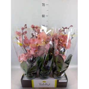 Phalaenopsis   ...rose
