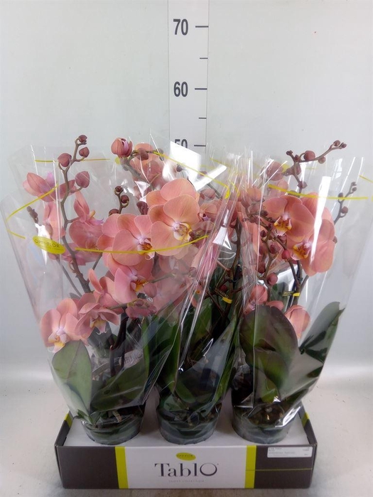 <h4>Phalaenopsis   ...rose</h4>