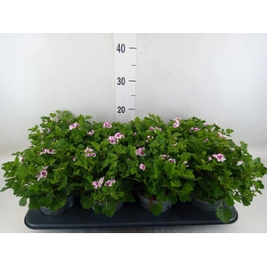 Pelargonium gran.   ..