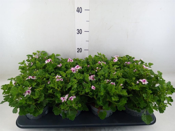 <h4>Pelargonium gran. ..</h4>