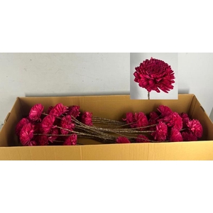 Stick Shola Zinnia Ø12 Red