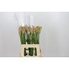 Nerine Vesta K