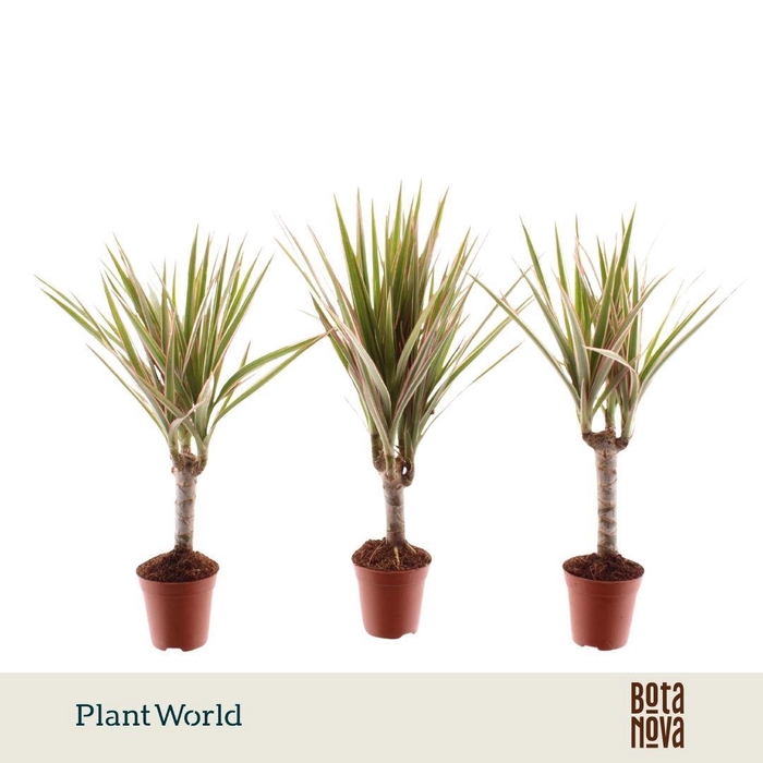 <h4>Tiny Tummy Dracaena Bicolor</h4>
