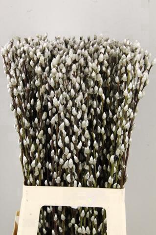 <h4>SALIX SNOWFLAKE 070CM</h4>