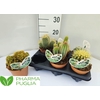 Cactus Gem