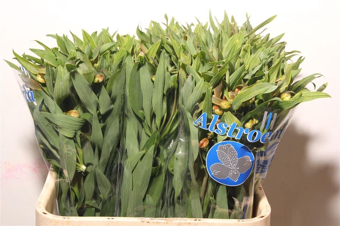 <h4>Alstr Dancing Queen</h4>