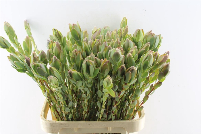 <h4>Leucad Discolor</h4>