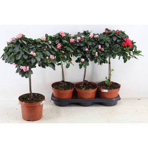 RHODO OV