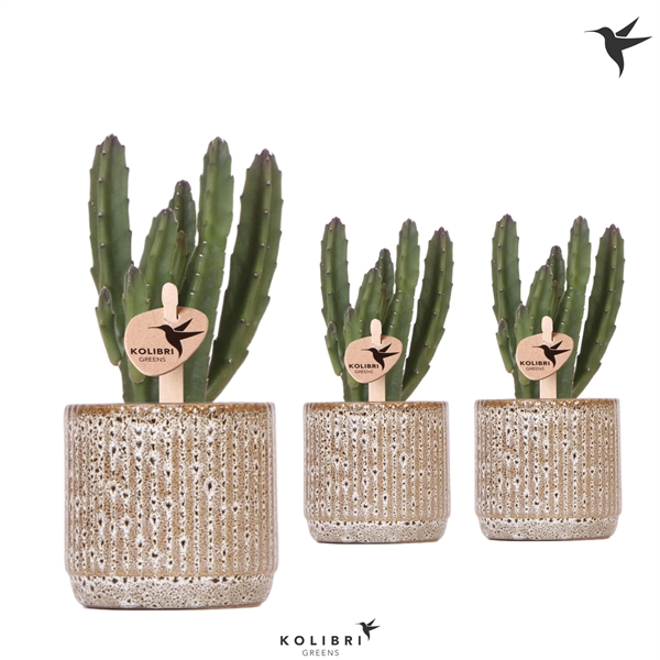 <h4>Kolibri Greens Stapelia Leenderziae in Jaguar pot</h4>