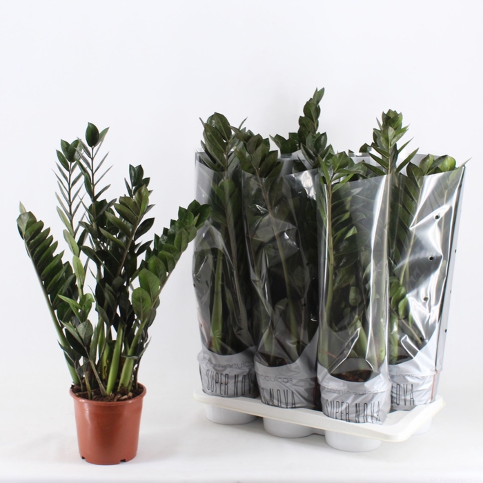 <h4>Zamioculcas zamiifolia Super Nova</h4>