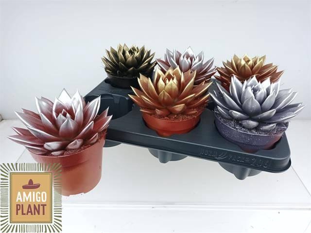 <h4>ECHEV MIRANDA</h4>