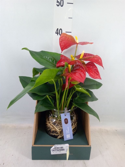 <h4>Anthurium andr. 'Karma Red'</h4>