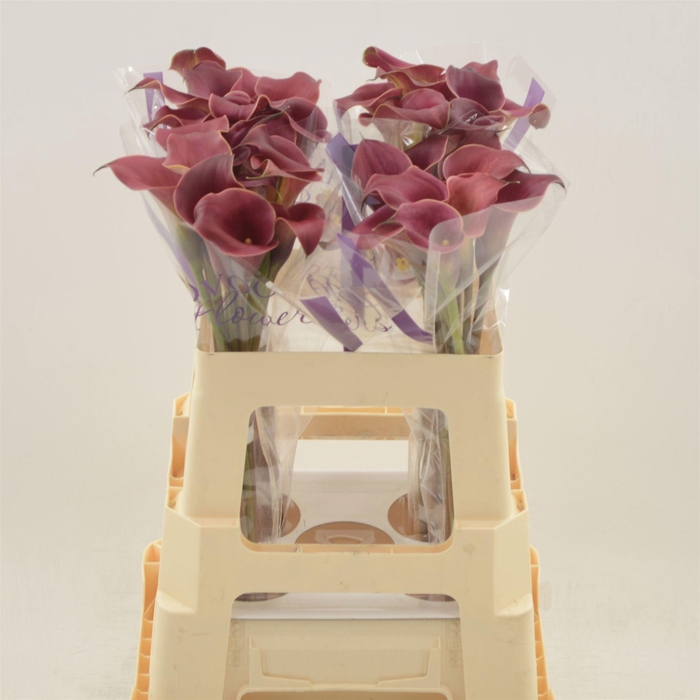 <h4>ZANT RED CHARM</h4>