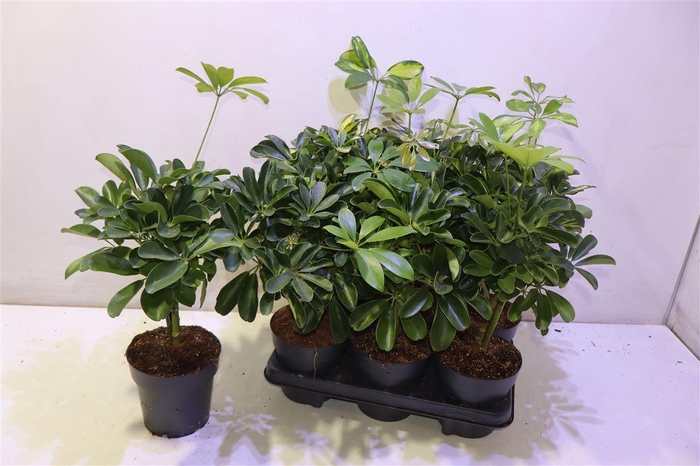 <h4>arr8 Schef Ar Ov</h4>