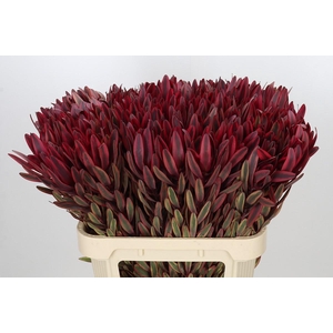 Leucadendron Jester