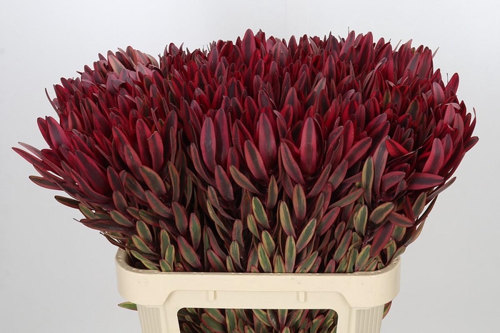 <h4>Leucadendron Jester</h4>