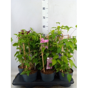 Clematis  'Boulevard'   ...mix