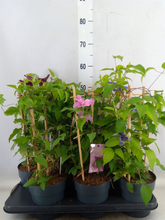 <h4>Clematis  'Boulevard'   ...mix</h4>