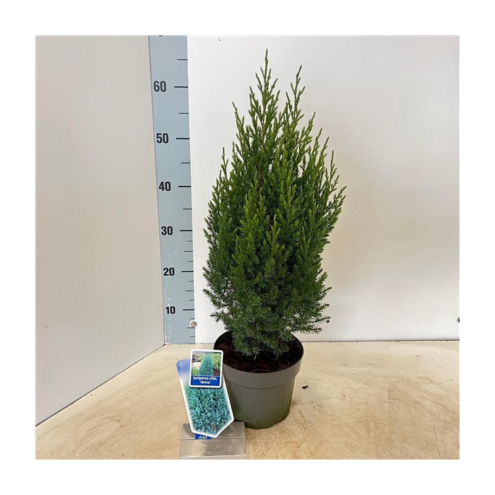 <h4>Juniperus chinensis 'Stricta'</h4>