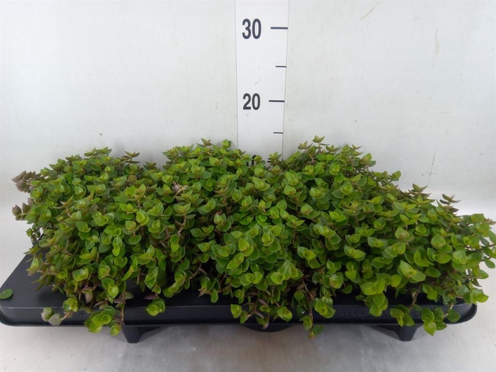 <h4>Callisia repens</h4>