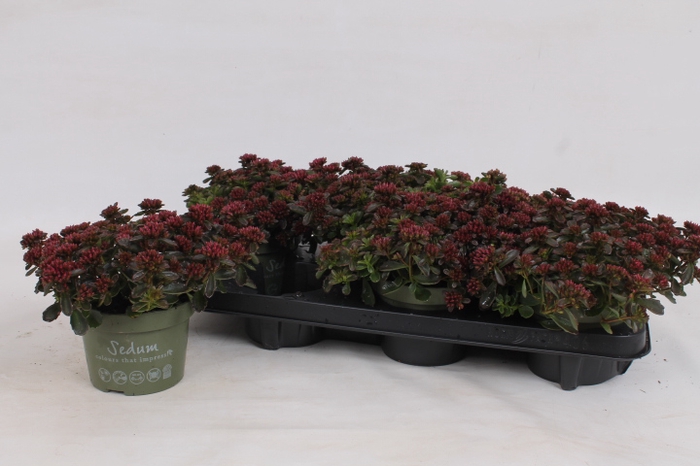 <h4>SEDUM SPU SPOT D ROS</h4>