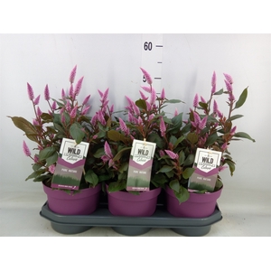Celosia spic. 'Wild Pink'