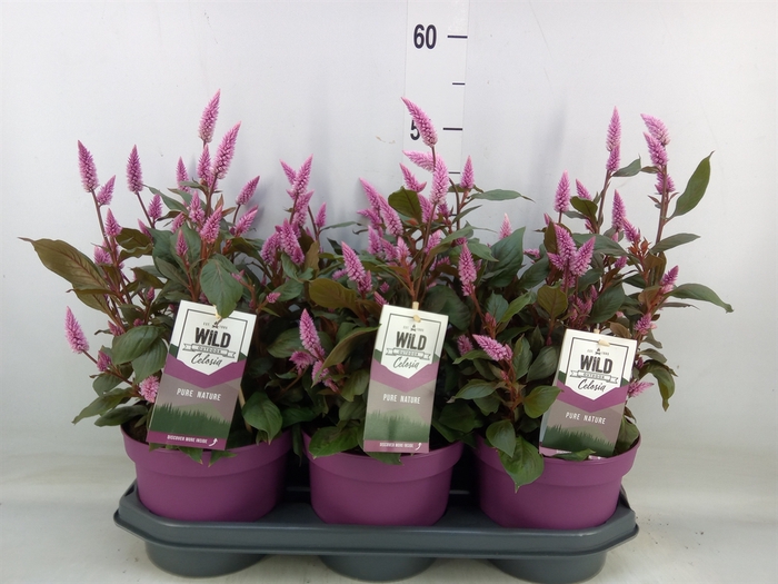 <h4>Celosia spic. 'Wild Pink'</h4>