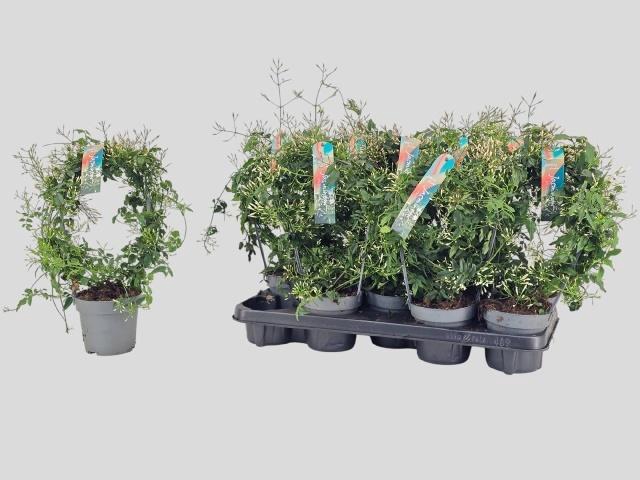 <h4>JASM POLYANTHUM WIT</h4>