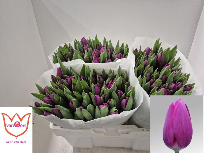 <h4>TU EN ROESKA</h4>