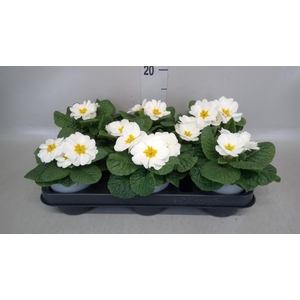 Primula ac.   ...