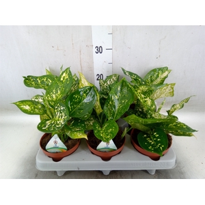 Aglaonema   ...