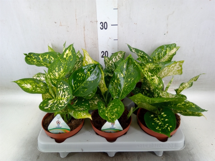<h4>Aglaonema   ...</h4>