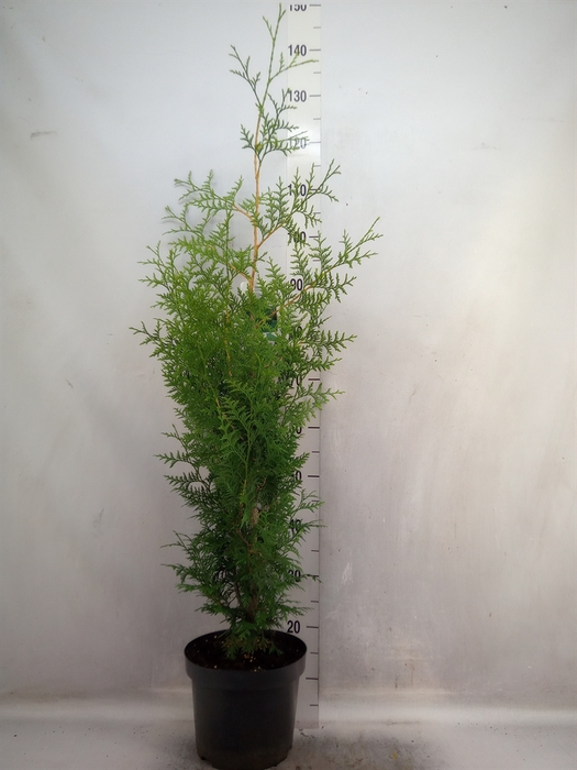 <h4>Thuja occid. 'Brabant'</h4>