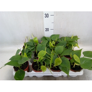Philodendron scand.