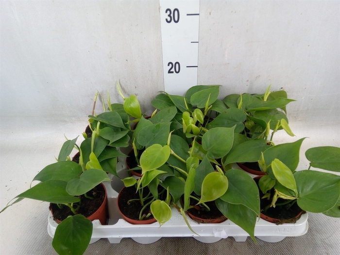 <h4>Philodendron scand.</h4>