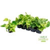 Epipremnum Marble Queen
