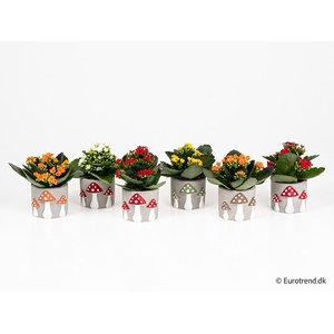 KALANCHOE BLOSSF P6 E 4685